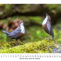 Balzende Wasseramseln