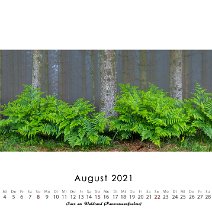 Farn am Waldrand (Panoramaaufnahme)