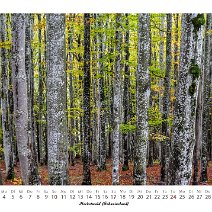 Herbstwald (Schauinsland)