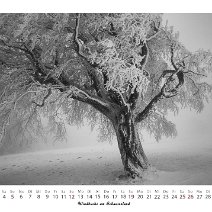 Windbuche am Schauinsland