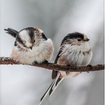 Schwanzmeisenpaar Merzhausen