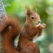 Eichhörnchen Merzhausen