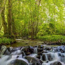 Frühling im Auwald Günterstal