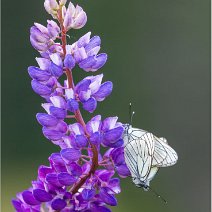 Kohlweißlinge Bernau
