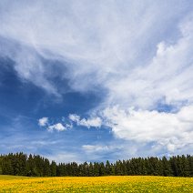 Löwenzahn und Wolkenmeer Breitnau/Hochschwarzwald