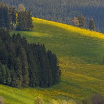 Löwenzahnblüte Waldautal