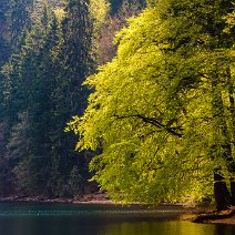 Frühling am Feldsee Feldberg/Hochschwarzwald