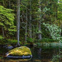 Im Feldseemoor Feldberg/Hochschwarzwald
