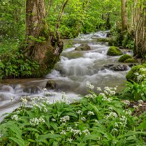 Bärlauchblüte Horben