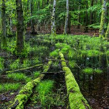 Waldtümpel Leimbachtal/Bollschweil
