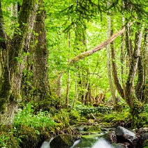 Frühling im Auwald Günterstal/Bohrer