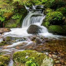 Farn und Felsen St. Wilhelm