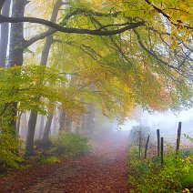 Waldrand Schönberg/Ebringen