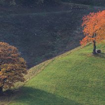 Eiche und Kirschbaum Münstertal