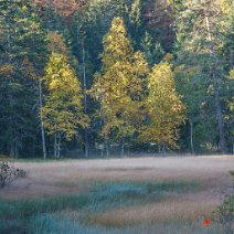 Im Feldseemoor Feldberg/Hochschwarzwald