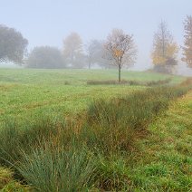 Binsen und Bäume Schönberg/Wittnau