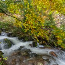 Wirbelndes Herbstlaub Fahl/Hochschwarzwald