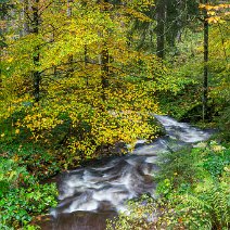 Bach im Herbstwald Notschrei