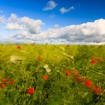 Sommerwind Witthoh/Hegaualb