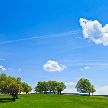 Windbuchen Schauinsland