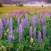 Lupinenwiese Neustadt im Schwarzwald