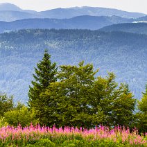 Weidenröschen Feldberg