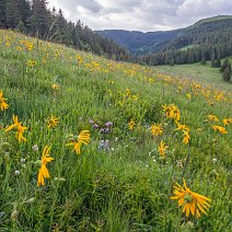 Arnikablüte Feldberg