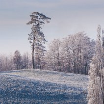 Kiefer am Waldrand Katzental bei Horben