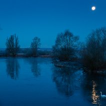 Schwan im Vollmondlicht Geisingen/Baar