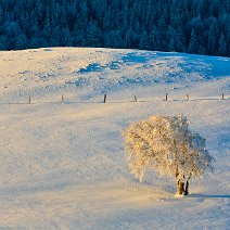 Im ersten Morgenlicht Schauinsland