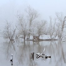 Bäume im Nebel Taubergiessen