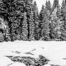 Waldrand Hinterzarten