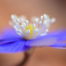Märzenblümchen Hepatica nobilis