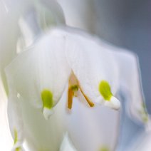 Märzenbecher Leucojum vernum