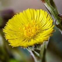 Huflattichblüte Tussilago farfara