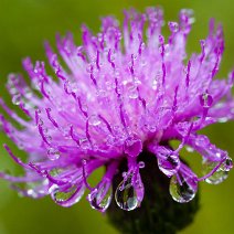 Distel mit Regentropfen Cirsium vulgare
