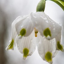Märzenbecher Leucojum vernum