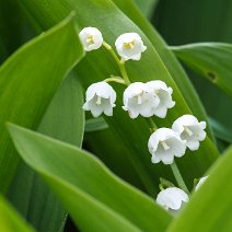 Maiglöckchen Convallaria majalis