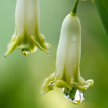 Salomonssiegel Polygonatum odoratum