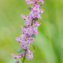 Lerchensporn Corydalis cava