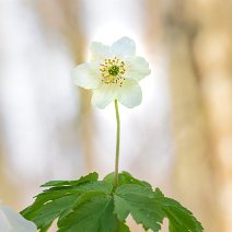 Buschwindröschen Anemone nemorosa