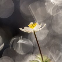 Buschwindröschen Anemone nemorosa