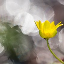 Scharbockskraut Ficaria verna