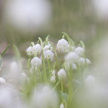 Märzenbecher Leucojum vernum