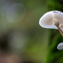 Buchenschleimrübling