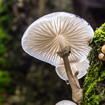 Buchenschleimrübling