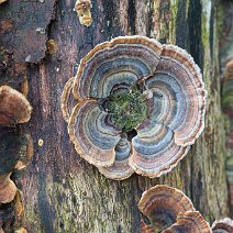 Schmetterlings-Trameten