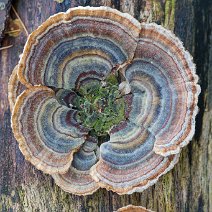 Schmetterlings-Trameten