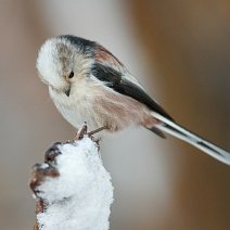 Schwanzmeise Aegithalos caudatus