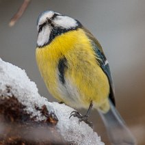 Blaumeise Cyanistes caeruleus